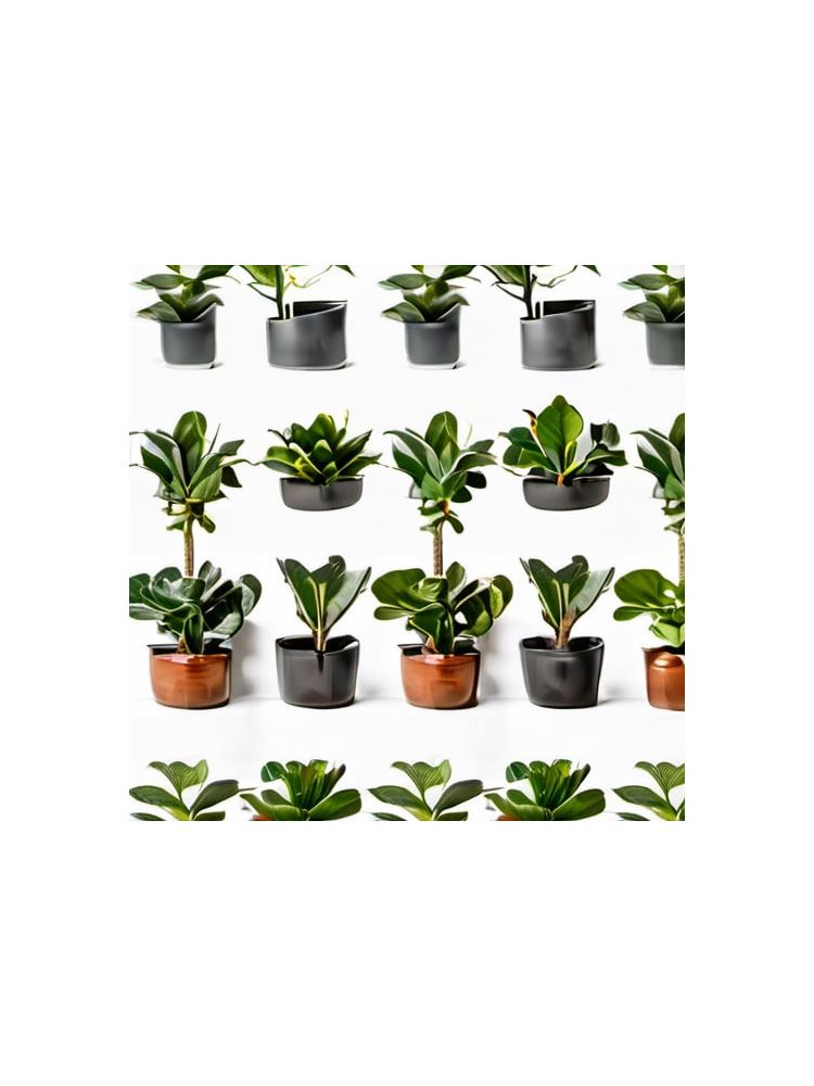 Indoor Fiddle Leaf Fig Planter Set - Premium
