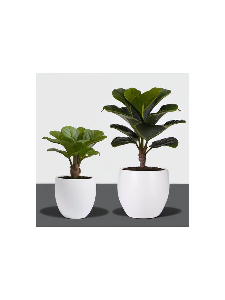 Indoor Fiddle Leaf Fig Planter Set - Premium