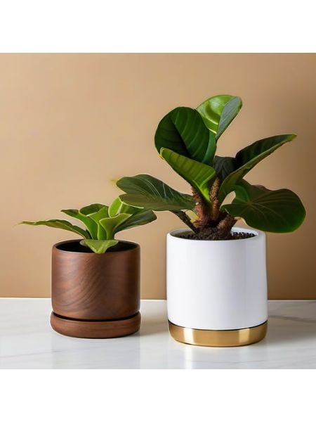 Indoor Fiddle Leaf Fig Planter Set