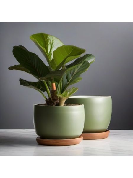 Indoor Fiddle Leaf Fig Planter Set - Pro