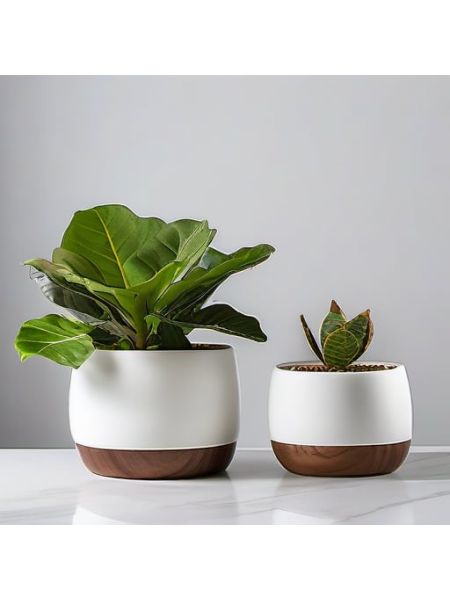 Indoor Fiddle Leaf Fig Planter Set - Plus