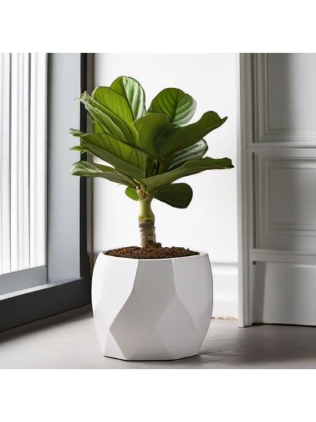 Indoor Fiddle Leaf Fig Planter Set - Lite