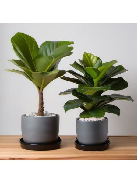 Indoor Fiddle Leaf Fig Planter Set - Deluxe