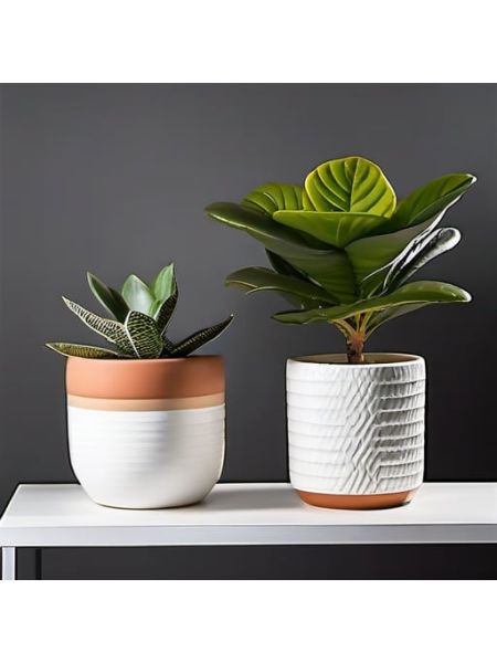 Indoor Fiddle Leaf Fig Planter Set - Classic