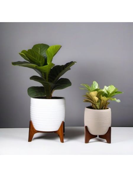 Indoor Fiddle Leaf Fig Planter Set - Advanced