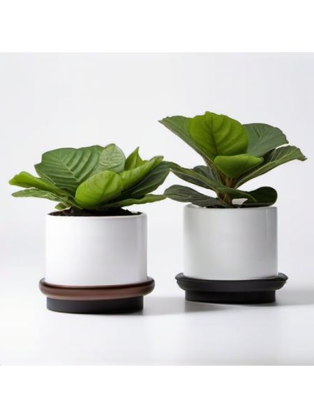 Indoor Fiddle Leaf Fig Planter Set - Compact