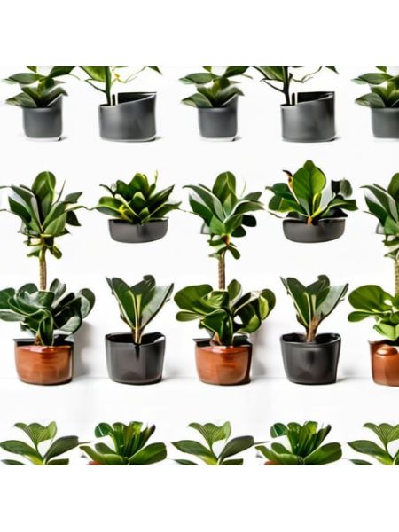 Indoor Fiddle Leaf Fig Planter Set - Premium